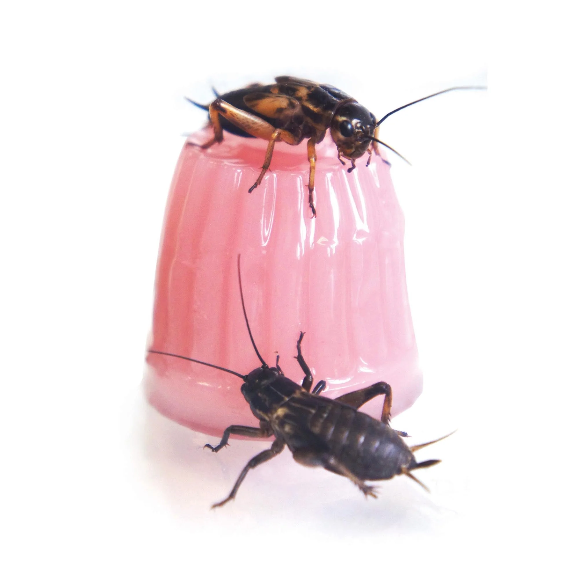 Jelly Pots - Image 4