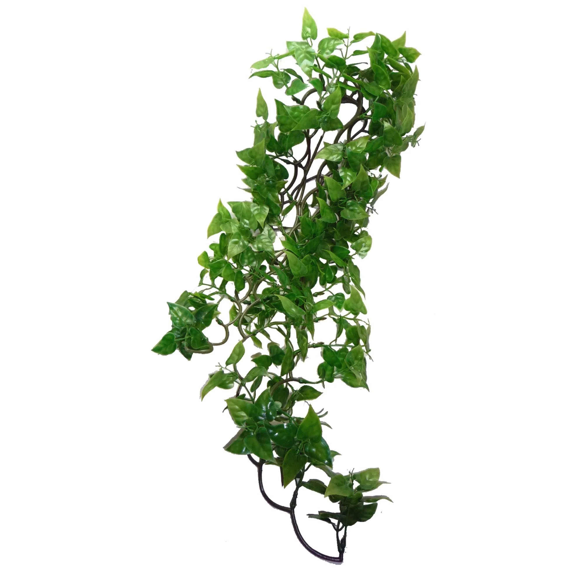 Philodendron Plant - Image 3
