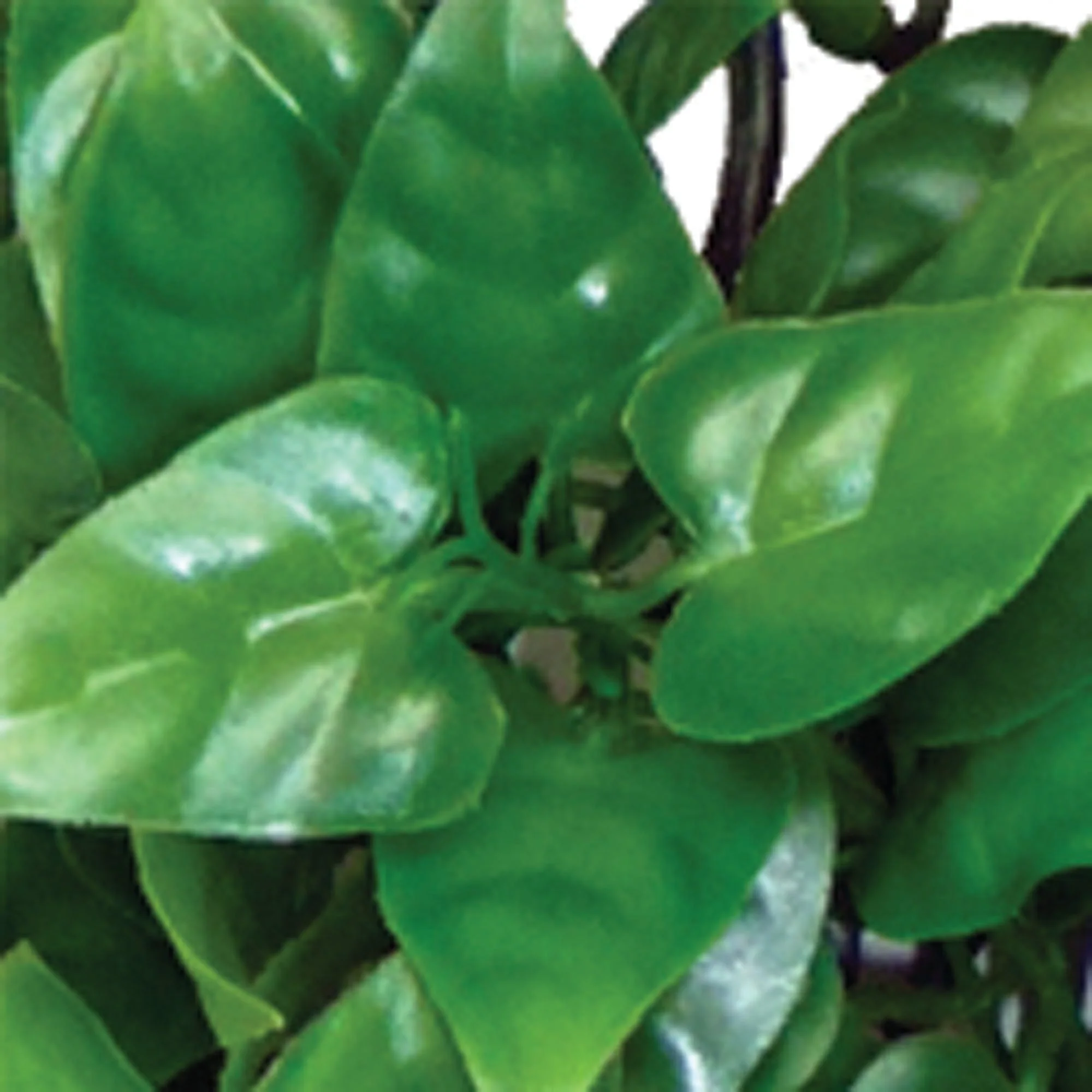 Philodendron Plant - Image 4
