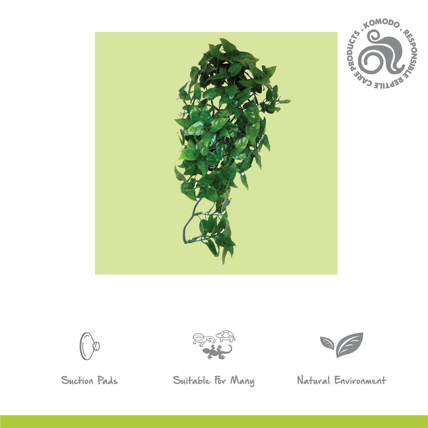 Philodendron Plant - Image 5