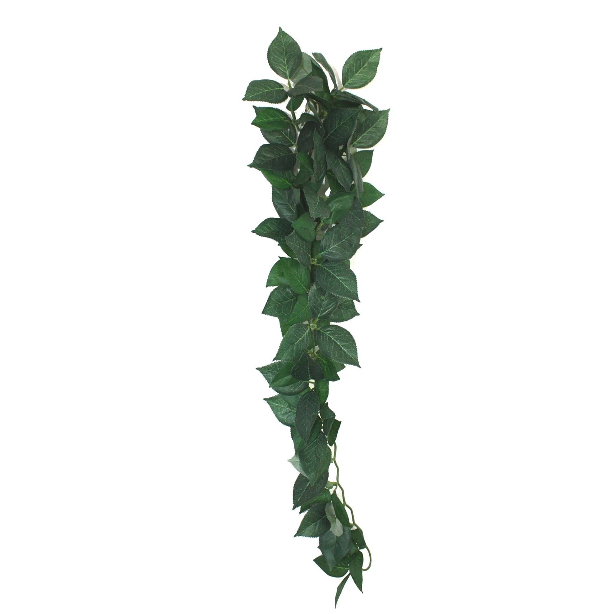 Sumatra Hanging Vine - Image 3