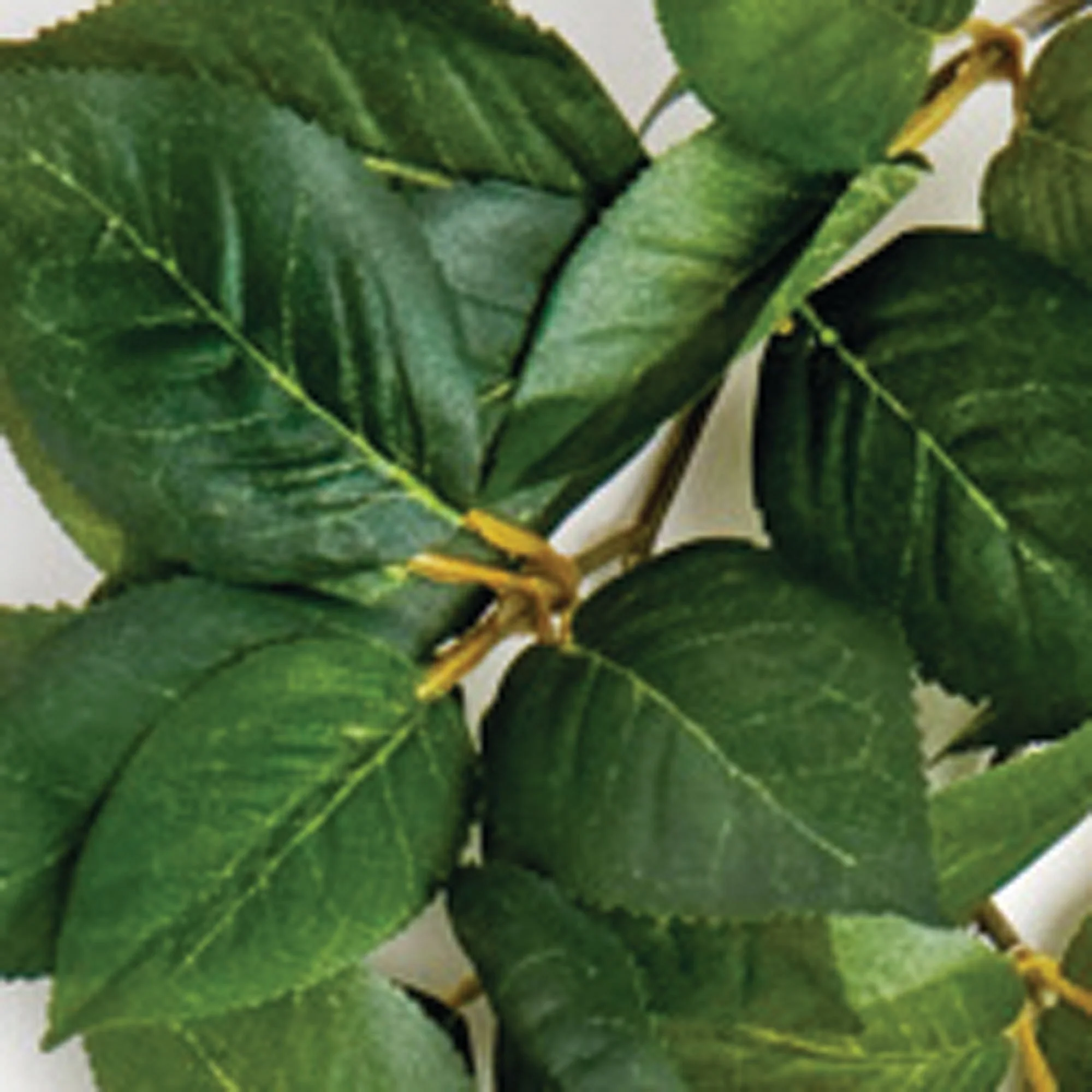 Sumatra Hanging Vine - Image 4
